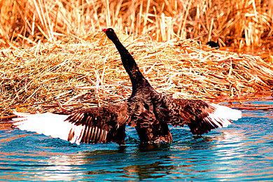 《卧龙：苍天陨落》并非开放世界 难度大有士气系统